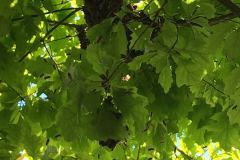 9154_IMG_3866_1200x1600