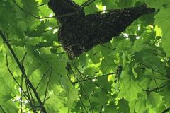 9155_IMG_3868_1200x1600