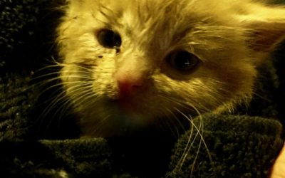 25.05.2017 – Récupération chaton