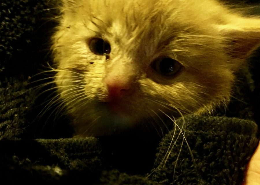 25.05.2017 – Récupération chaton