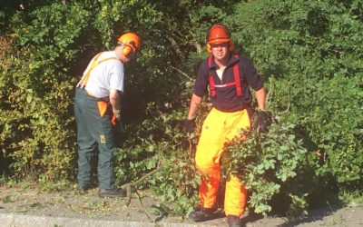 28.08.2016 – Déblaiement – Voie publique – Arbre