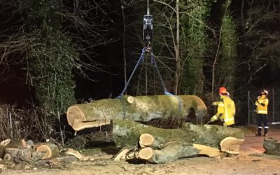 19.03.2019 – Déblaiement – Arbre