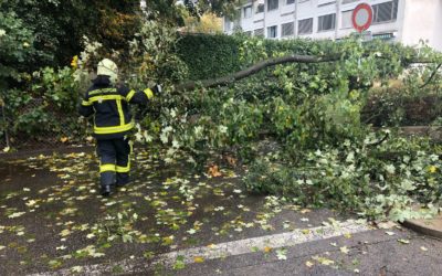 19.10.2019 – Déblaiement – Arbre